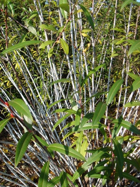 Salix irrorata